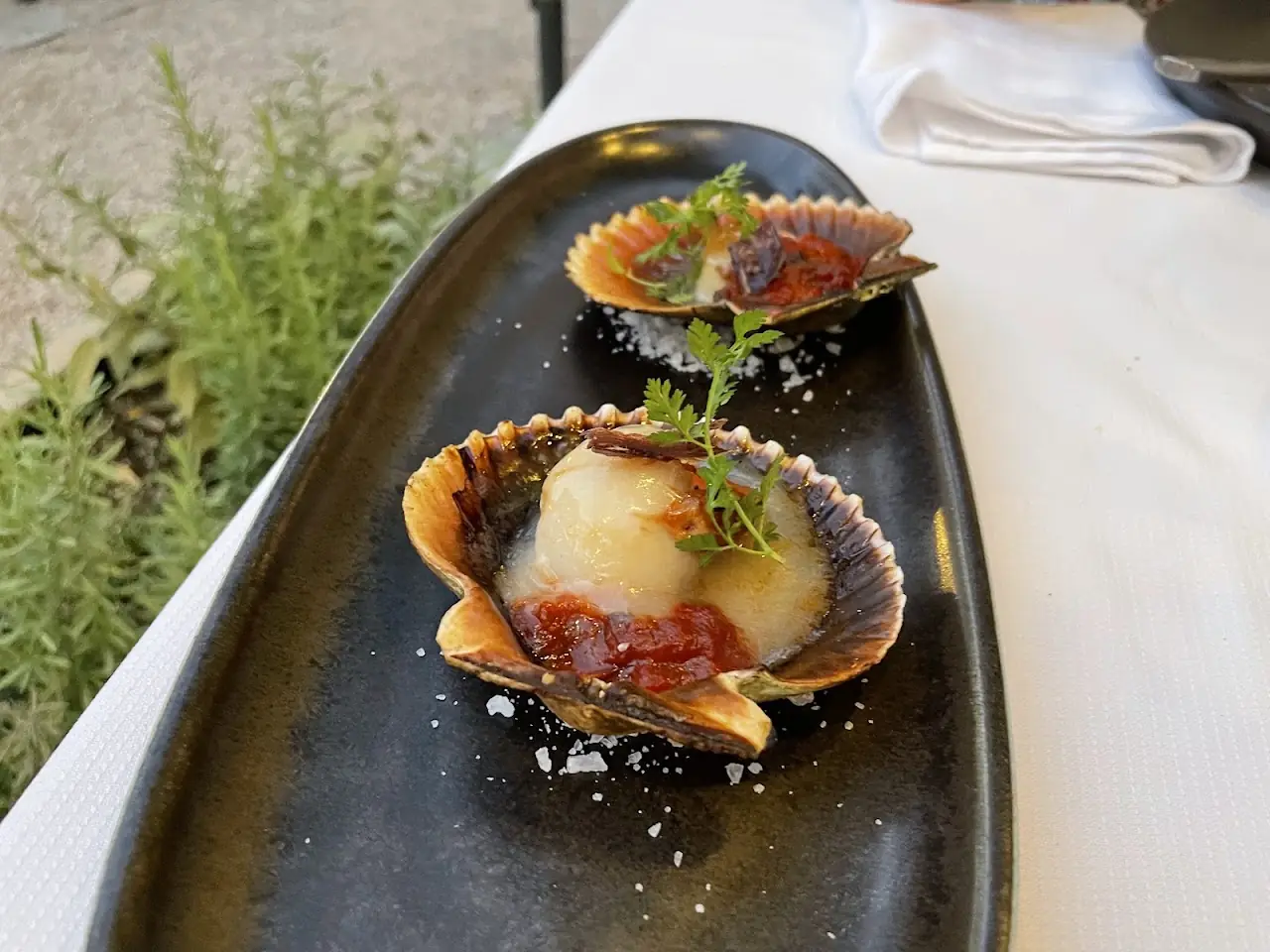 Scallops served in their shells with tomato sauce and herbs on a black plate.