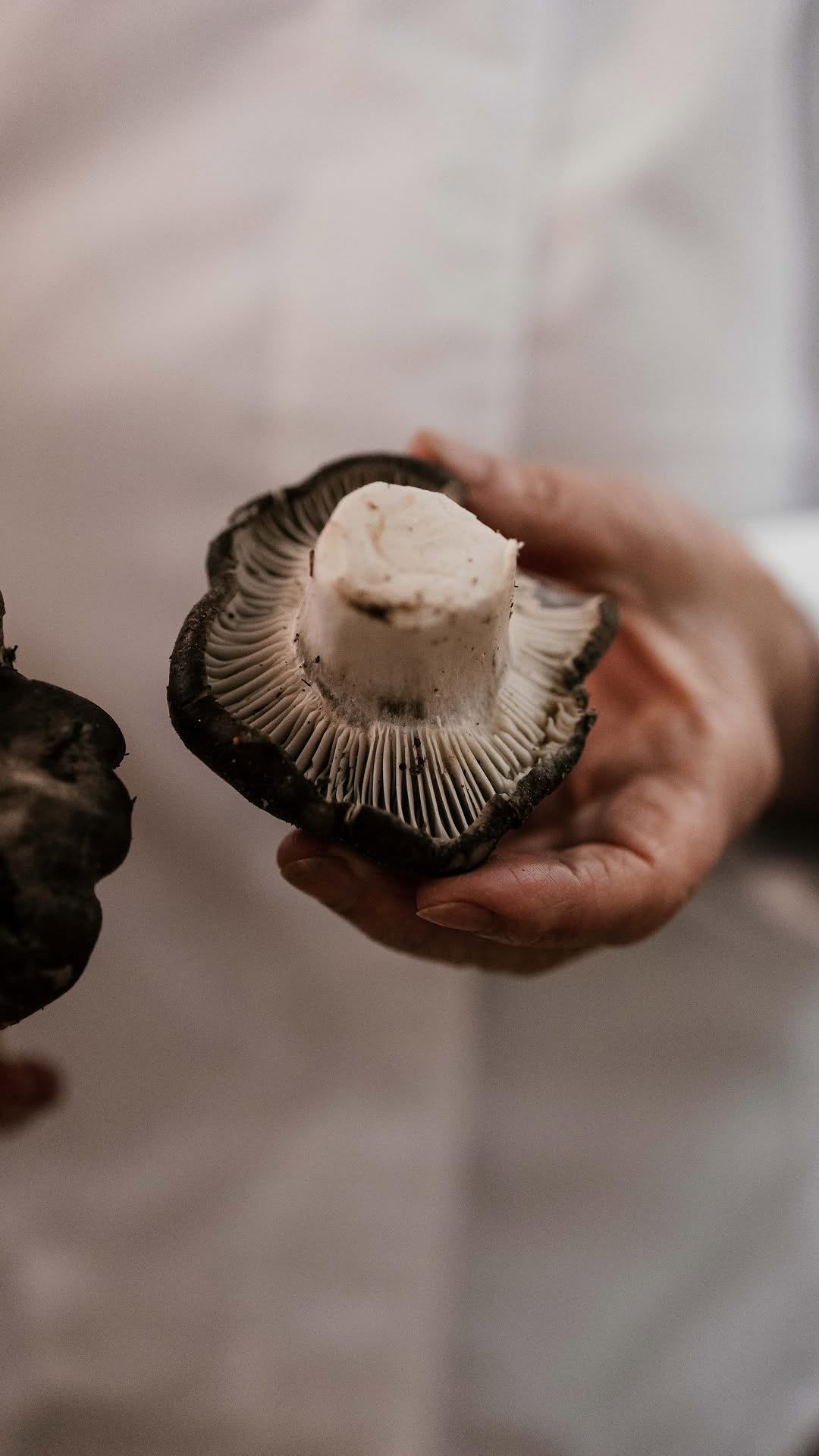 Las setas que protagonizan la temporada: Marzuelos 🍄
Directos de los pinares y montañas palentinas a nuestra cocina en